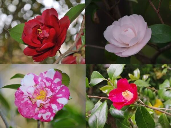 通常非公開の尼門跡寺院　京都・霊鑑寺　～椿が咲き誇る庭園や書院を特別公開～