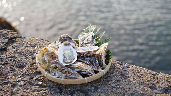 佐賀県唐津市の活牡蠣を産地直送でお届けするECサイト「三笠丸(みかさまる)」を2月1日にオープン！