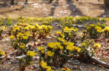 牧野富太郎が愛した花バイカオウレン開花六甲高山植物園冬季特別開園早期開催決定！