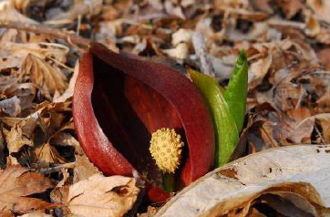 牧野富太郎が愛した花バイカオウレン開花六甲高山植物園冬季特別開園早期開催決定！
