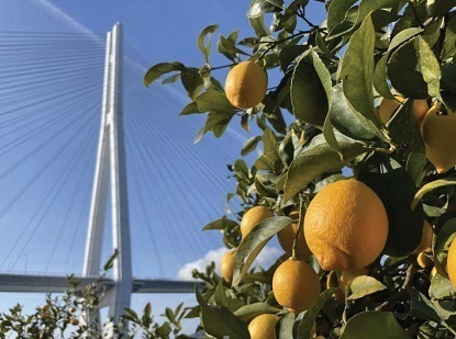 天皇杯受賞の日本一の「せとだエコレモン(R)」を使った料理を銀座の有名飲食店（24店舗）で提供！「せとだエコレモン(R)フェア＠東京・銀座」が2/9～2/23で開催