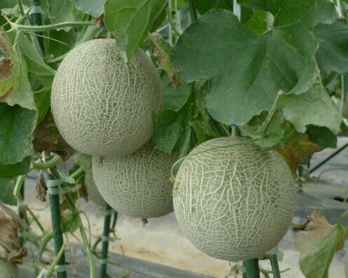 「近大ICTメロン こんぺいとう」を２０２４年２月１５日（木）に新発売