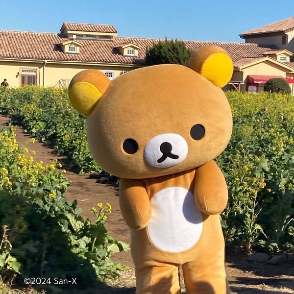 来場者数10万人突破！好評につき4月7日（日）まで延長決定。横須賀「ソレイユの丘」のコラボイベント『ナノハナとリラックマ』 2月24日（土）には、再びリラックマがやってくる！