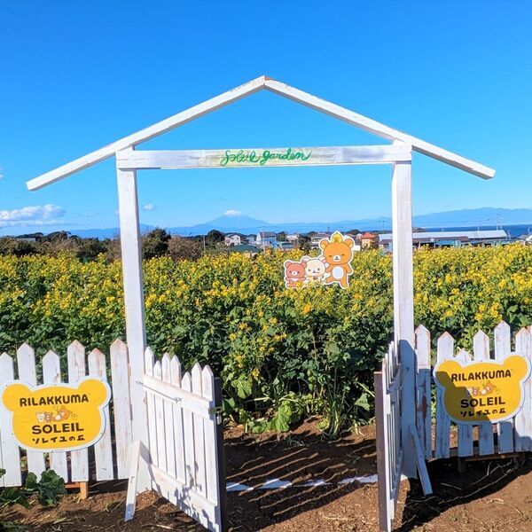 来場者数10万人突破！好評につき4月7日（日）まで延長決定。横須賀「ソレイユの丘」のコラボイベント『ナノハナとリラックマ』 2月24日（土）には、再びリラックマがやってくる！