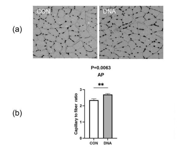 フォーデイズ「酵素分解核酸による毛細血管新生剤及び毛細血管を新生する方法」特許取得のお知らせ