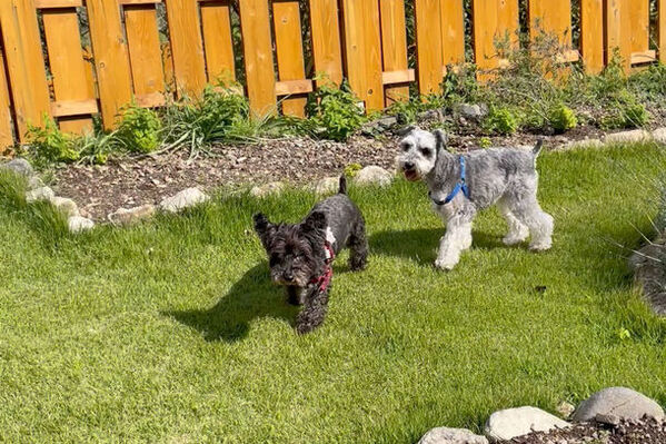 京都美山エリア初のドッグランがオープン！“ドッグラン・ドッグカフェ併設の一棟貸し古民家宿”誕生