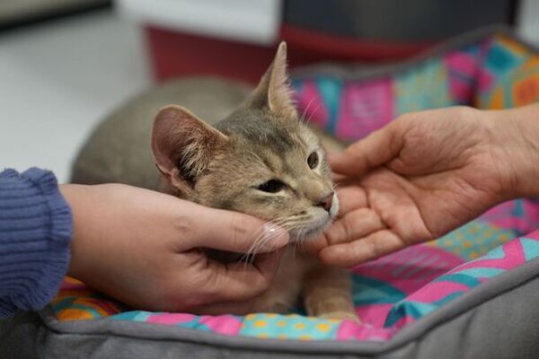 かわいい猫ちゃんたちと触れ合えるイベント「ニャンニャンパーク」in　MARK IS　みなとみらい5F　特設会場　開催決定！