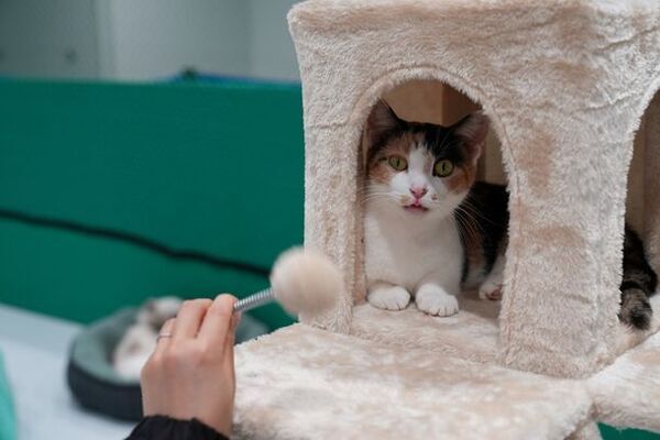 かわいい猫ちゃんたちと触れ合えるイベント「ニャンニャンパーク」in　MARK IS　みなとみらい5F　特設会場　開催決定！