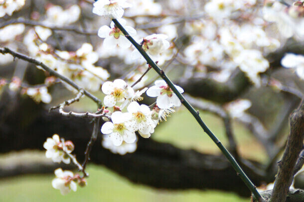 滋賀 寿長生の郷にて梅林一面に咲き誇る城州白を堪能できる「花の宴 梅まつり2024」が2月23日(金・祝)より開催