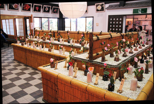 静岡県伊東市　小室山公園つばき園にて「つばき観賞会」を2/23～3/17に開催！