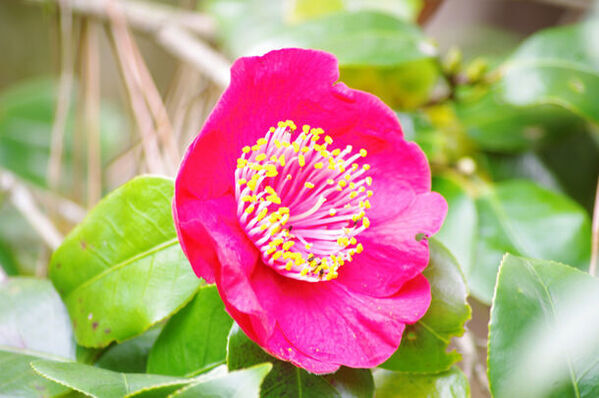 静岡県伊東市　小室山公園つばき園にて「つばき観賞会」を2/23～3/17に開催！