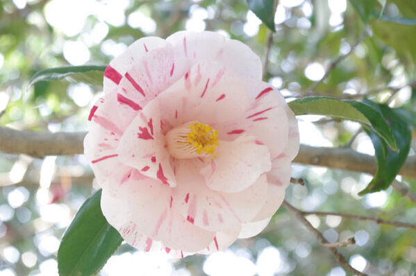 静岡県伊東市　小室山公園つばき園にて「つばき観賞会」を2/23～3/17に開催！