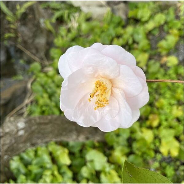 静岡県伊東市　小室山公園つばき園にて「つばき観賞会」を2/23～3/17に開催！