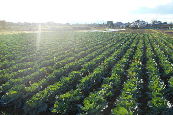 環境保全などに取り組む個人・団体、SDGsなど環境・社会・経済に統合的に取り組む事業者を表彰する令和5年度の国埼玉環境大賞をヤマキ醸造が受賞