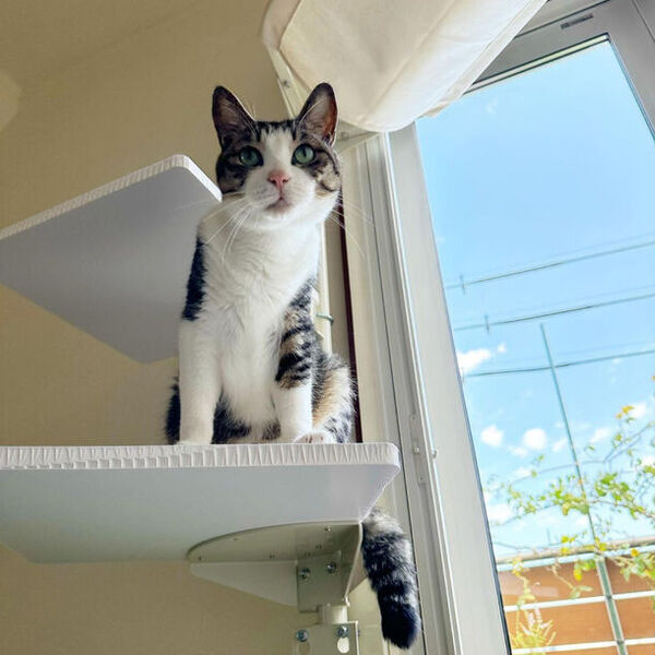 2月22日「猫の日」にちなんで、窓枠に取付けるキャットタワー『ねこゴロン』がお得に購入できるセールを開催！