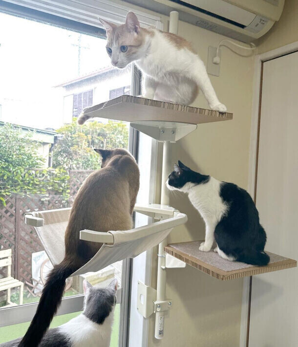 2月22日「猫の日」にちなんで、窓枠に取付けるキャットタワー『ねこゴロン』がお得に購入できるセールを開催！