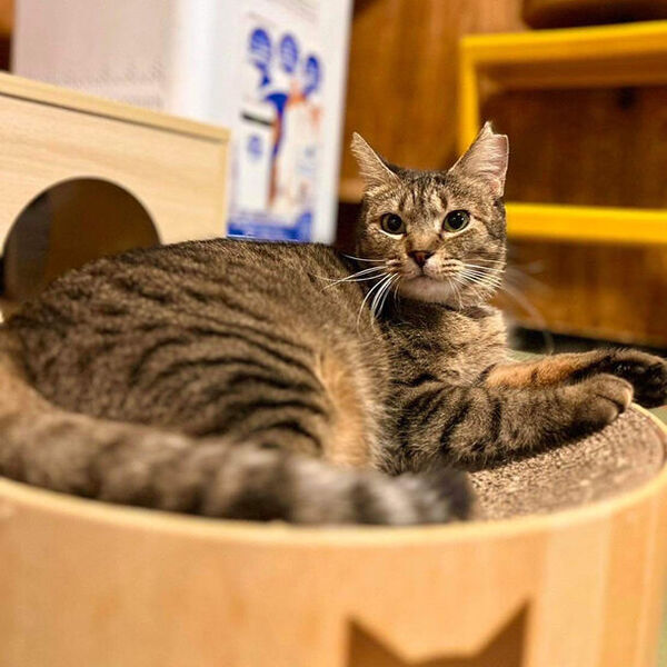 「猫」をテーマにケーキ屋、雑貨店など15店舗＋神社が参加する地域密着イベント「第18回 ねこまつり at 湯島」文京区にて開催中