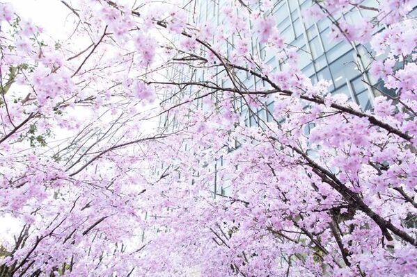 大名古屋ビルヂング、開業8周年記念イベント「8周年サクラアニバーサリー」を3月6日より開催