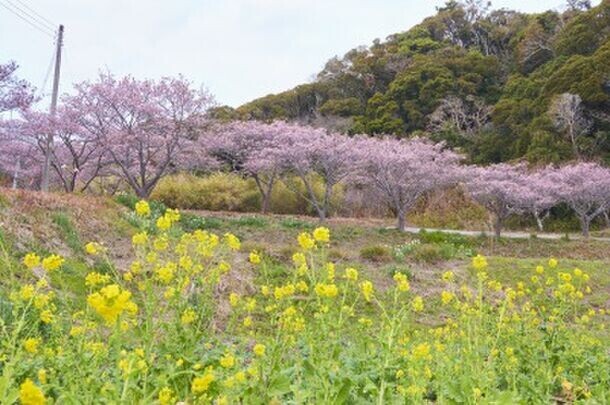 週末旅にピッタリな千葉県・安房地域で一足先に“春”を満喫♪新施設オープンや春を感じるイベントも開催！
