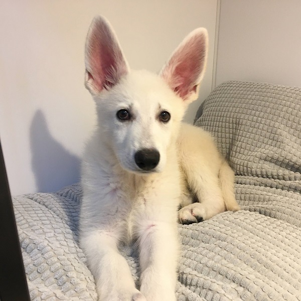 生活に潤いや安らぎをもたらす、愛犬との暮らしをもっと心地よくする住まいづくり