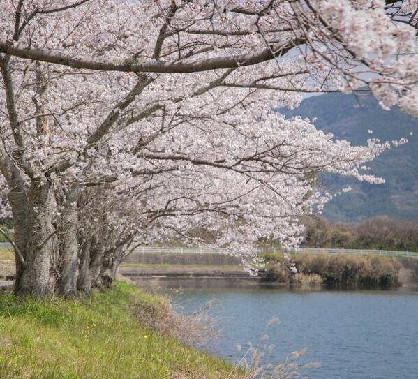 佐賀・うらり武雄 Garden Terrace Spa Resortsが4/27で1周年　佐賀牛やお花見を楽しめる、3つの特別宿泊プランをご準備