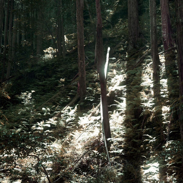 ボーテデュサエよりライフスタイルブランド「FOREIGE」が誕生　廃棄されるクロモジを利用した健康、美容、睡眠に役立つ製品を展開