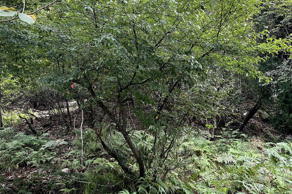 ボーテデュサエよりライフスタイルブランド「FOREIGE」が誕生　廃棄されるクロモジを利用した健康、美容、睡眠に役立つ製品を展開