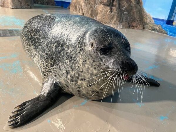 ゴマフアザラシの赤ちゃん誕生！愛くるしい赤ちゃんの姿をご覧いただけます！