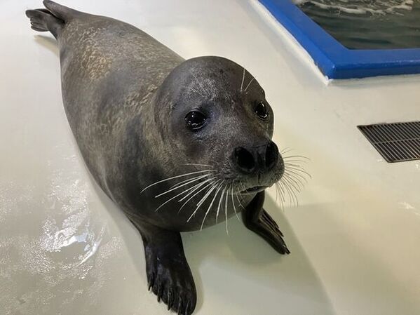 ゴマフアザラシの赤ちゃん誕生！愛くるしい赤ちゃんの姿をご覧いただけます！