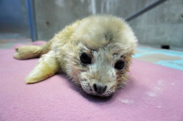 ゴマフアザラシの赤ちゃん誕生！愛くるしい赤ちゃんの姿をご覧いただけます！