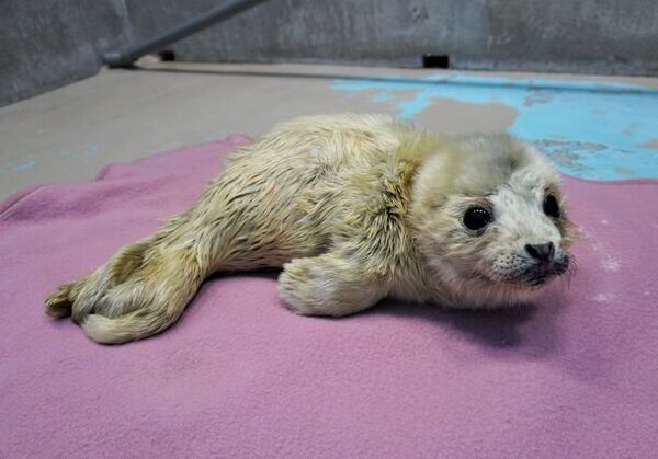 ゴマフアザラシの赤ちゃん誕生！愛くるしい赤ちゃんの姿をご覧いただけます！