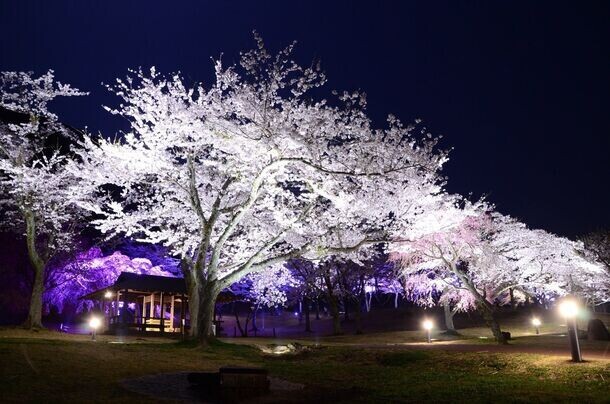 伊東市に桜のトンネル出現　春の訪れ3月23日～4月7日まで「さくらの里夜桜観賞会」を開催！