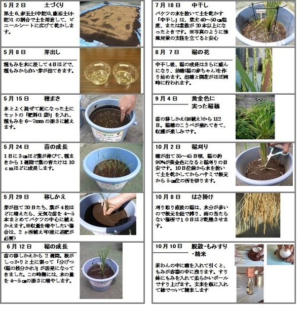 バケツの中で小さな田んぼづくり「バケツ稲づくり」は、種まきから収穫まで、誰でも簡単に体験できるのが特徴です！令和６年３月４日(月)より個人申し込み受付開始