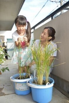 バケツの中で小さな田んぼづくり「バケツ稲づくり」は、種まきから収穫まで、誰でも簡単に体験できるのが特徴です！令和６年３月４日(月)より個人申し込み受付開始