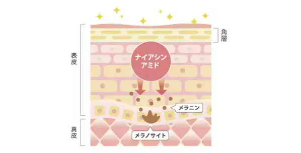 しわ改善、美白※1の医薬部外品クリーム「Moi Belle」トライアルセットを2024年3月に販売開始