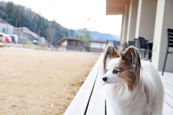 三重県の体感型施設「kiond」にて出張どうぶつ園や絵本マルシェ、モルック体験を楽しむ「春の森フェスタ」を3/29より開催