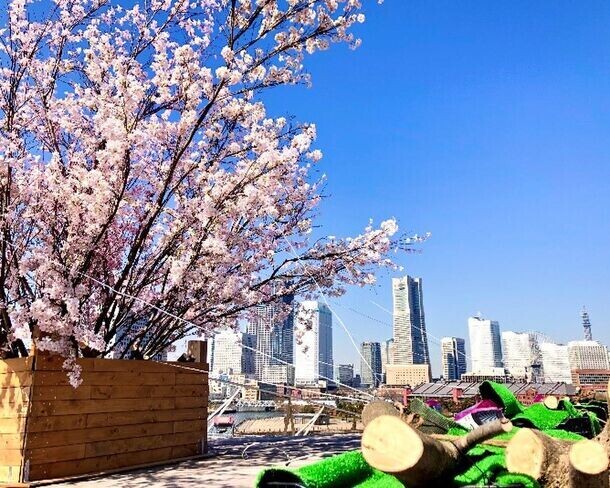 横浜の海と街並みと桜を一緒に楽しむ「大さん橋さくら祭り」　3月8日から横浜港大さん橋国際客船ターミナルにて開催！