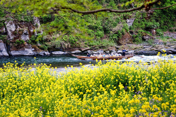 お花見シーズンに約三千本の桜を楽しめる埼玉・長瀞で3/10「長瀞ラインくだり」今シーズンの運航開始