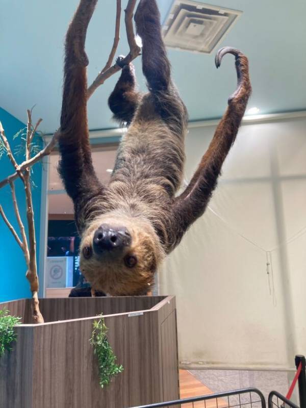 「東京ソラマチ(R)」のアニマルプレイグラウンド「ラブリー・アニモア」が3月17日に誕生一周年！～来場者数10万人を突破～