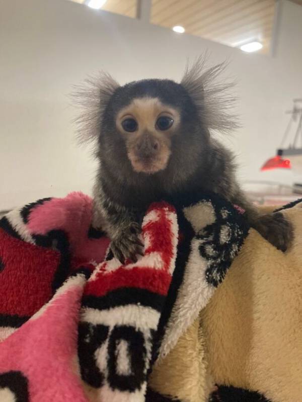 「東京ソラマチ(R)」のアニマルプレイグラウンド「ラブリー・アニモア」が3月17日に誕生一周年！～来場者数10万人を突破～