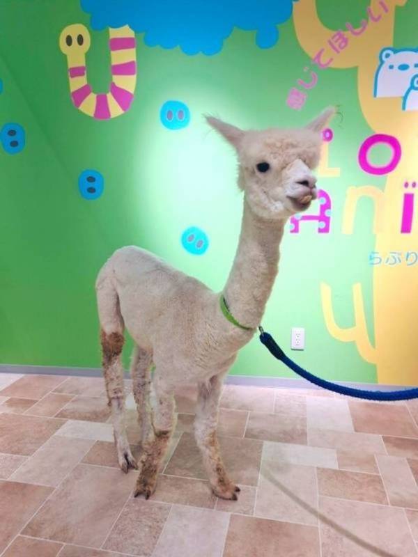 「東京ソラマチ(R)」のアニマルプレイグラウンド「ラブリー・アニモア」が3月17日に誕生一周年！～来場者数10万人を突破～