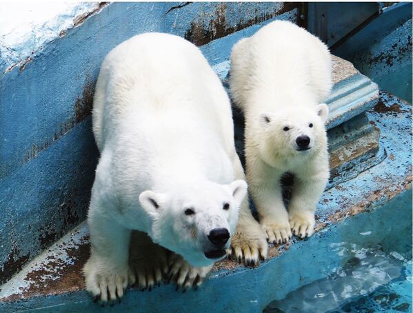 あべのハルカス開業10周年記念「いちごPARTY」