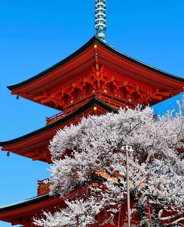 【5万人超の来園見通し・春の彼岸到来】さいたま市公園墓地「青葉園」～桜とかざぐるまの装飾で、ご来園者をお出迎え～