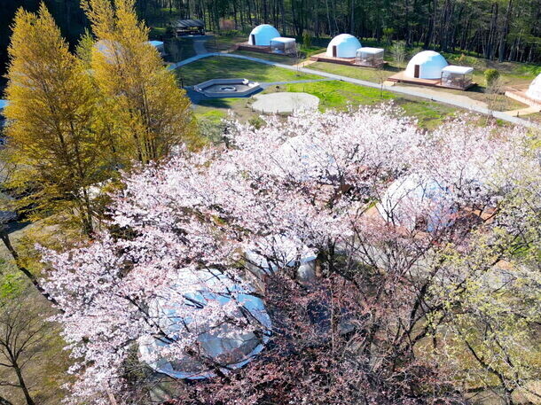 桜の開花予想は4月上旬！日光のグランピングリゾートで“夜桜ライトアップ”のお花見企画を実施！