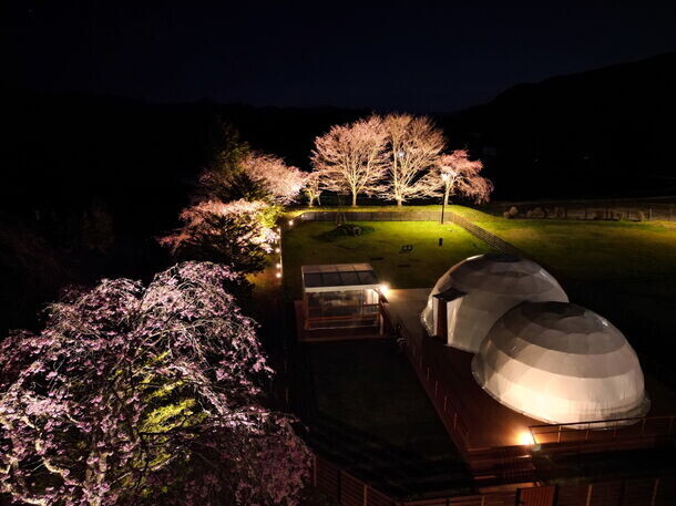 桜の開花予想は4月上旬！日光のグランピングリゾートで“夜桜ライトアップ”のお花見企画を実施！