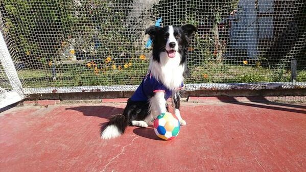 京セラドーム大阪にペットが大集合！「みんな大好き！！ペット王国2024」が4月28日・29日に開催