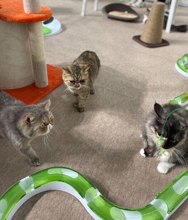 京セラドーム大阪にペットが大集合！「みんな大好き！！ペット王国2024」が4月28日・29日に開催