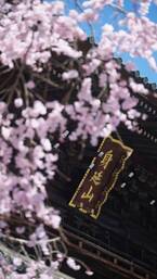 山梨県身延町の魅力を伝える観光プロモーション動画「みのラブ - Four Seasons-」を3月より毎月1本新作公開！