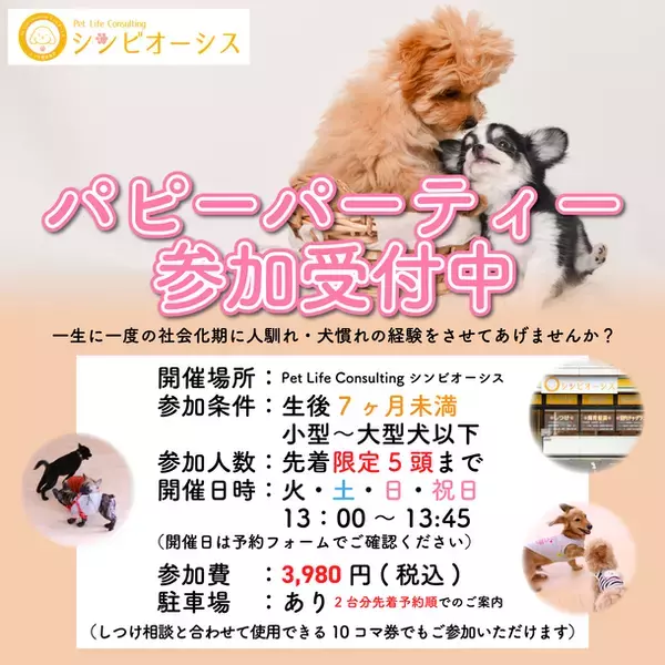 【犬しつけ】社交パーティー週3開催中！人・犬慣れでお悩み＆事故0へ
