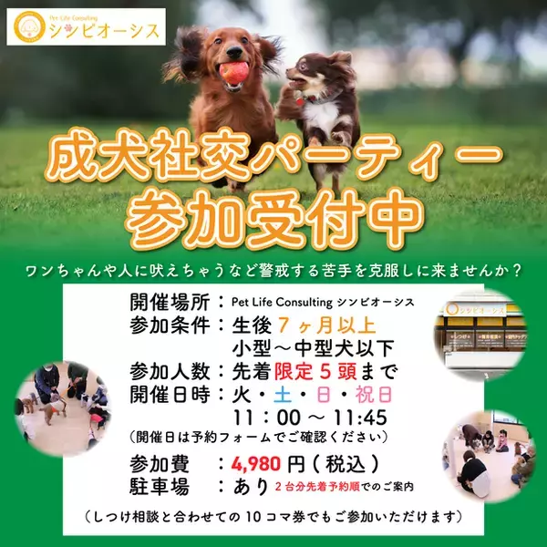【犬しつけ】社交パーティー週3開催中！人・犬慣れでお悩み＆事故0へ